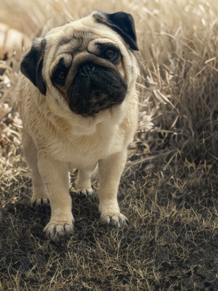 Prochainement naissance de carlin lof