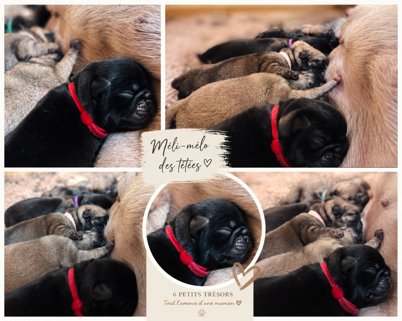 🐾 Naissance de nos petits Carlins 🐾