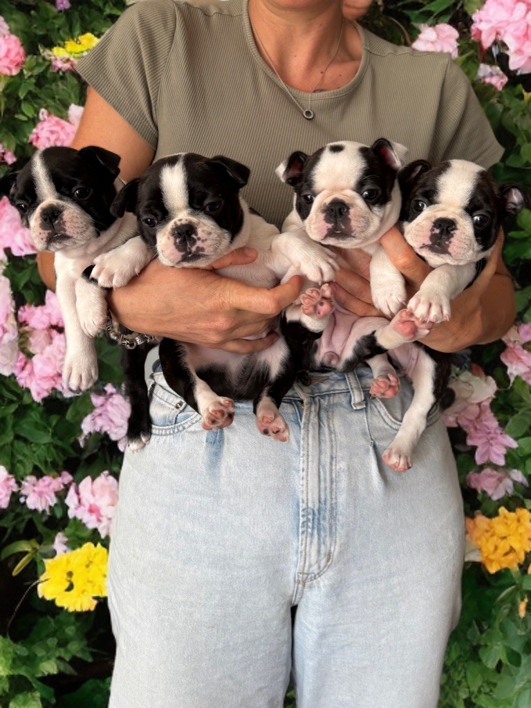 Future portée pour décembre 