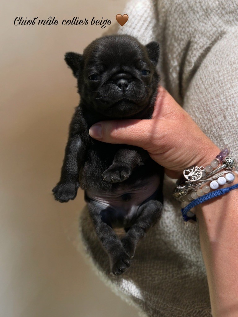 Les Gardiens Du Pitchoun - Chiots disponibles - Carlin