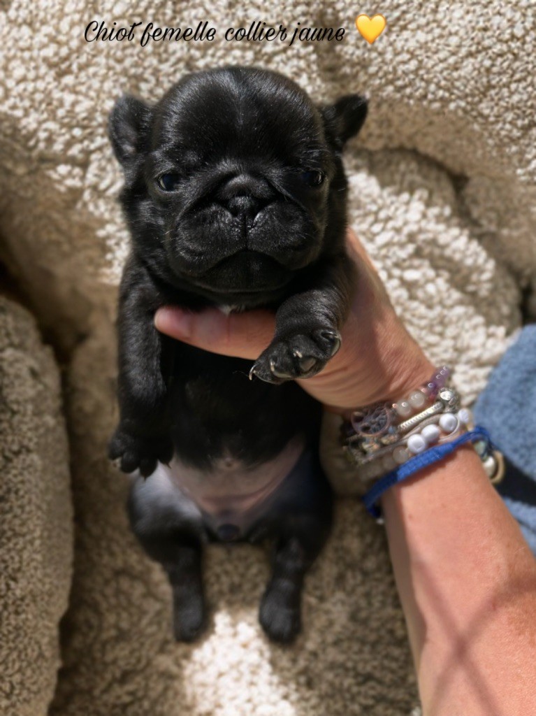 Les Gardiens Du Pitchoun - Chiots disponibles - Carlin