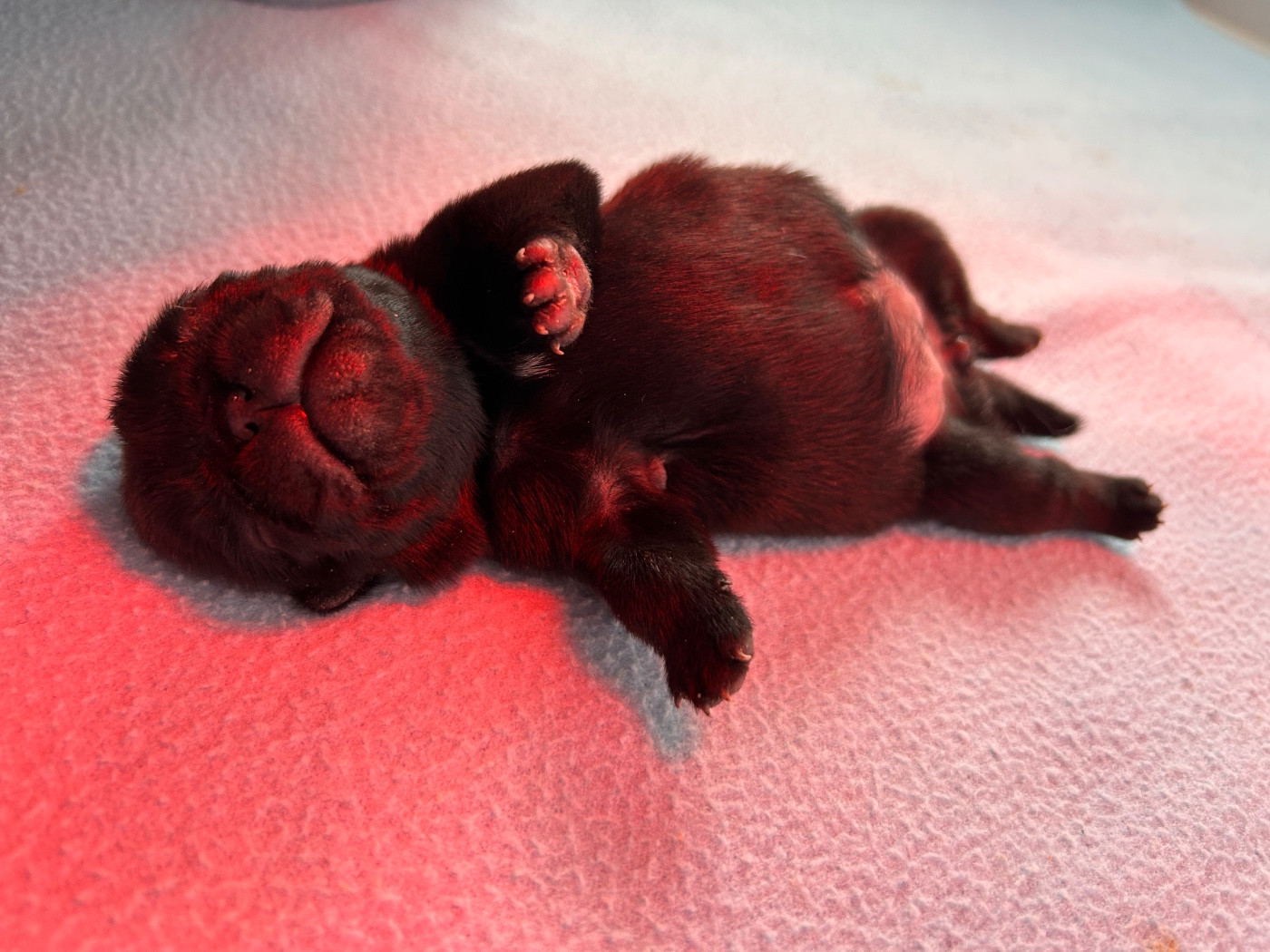 Les Gardiens Du Pitchoun - Carlin - Portée née le 04/01/2026