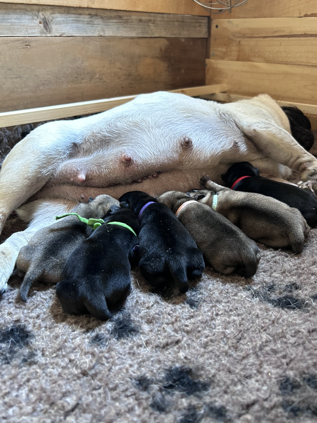 Chiot Carlin Les Gardiens Du Pitchoun
