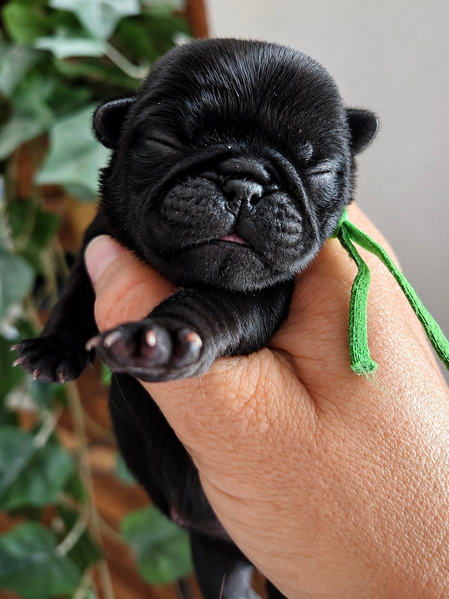 Les Gardiens Du Pitchoun - Chiots disponibles - Carlin