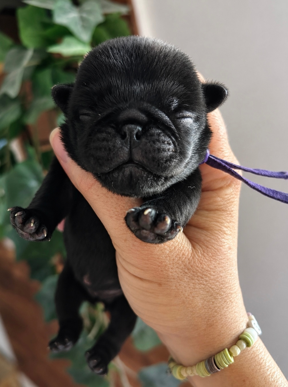 Les Gardiens Du Pitchoun - Chiots disponibles - Carlin