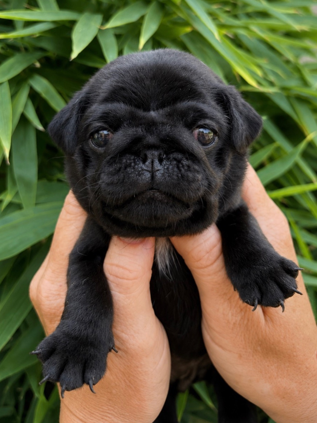 Les Gardiens Du Pitchoun - Chiots disponibles - Carlin
