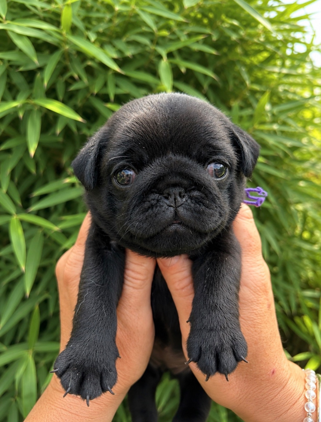Les Gardiens Du Pitchoun - Chiots disponibles - Carlin