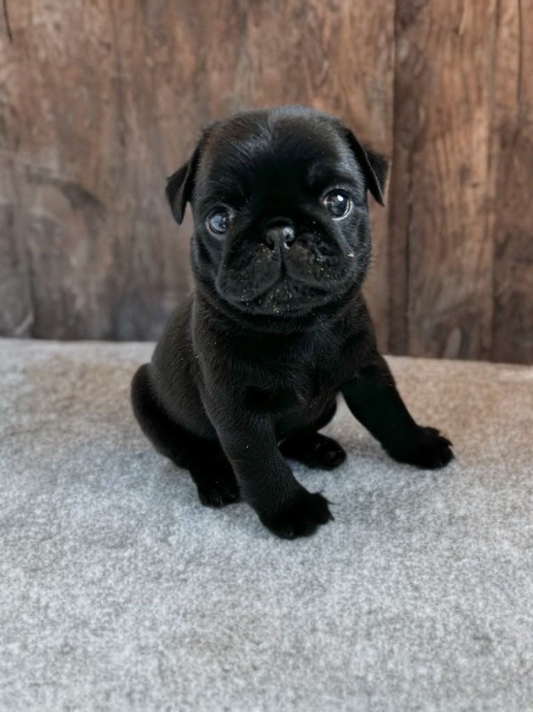 Les Gardiens Du Pitchoun - Chiots disponibles - Carlin