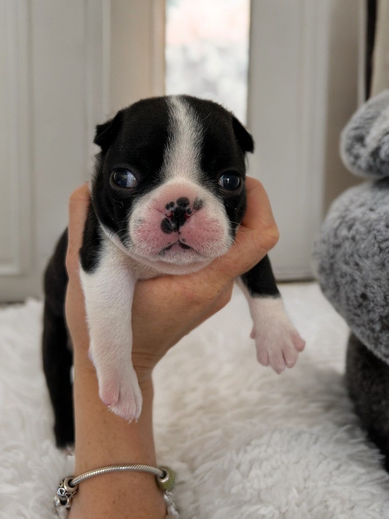 Les Gardiens Du Pitchoun - Chiots disponibles - Boston Terrier