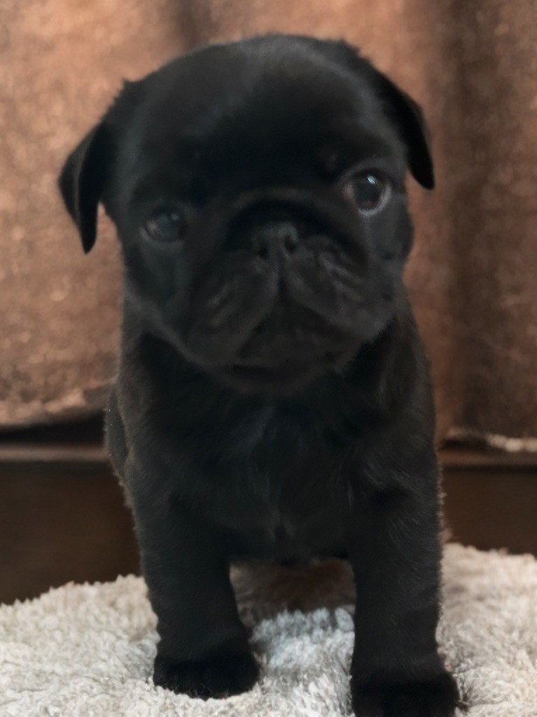 Les Gardiens Du Pitchoun - Chiots disponibles - Carlin