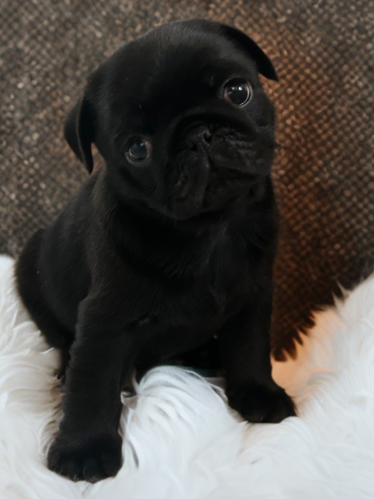 Les Gardiens Du Pitchoun - Chiots disponibles - Carlin