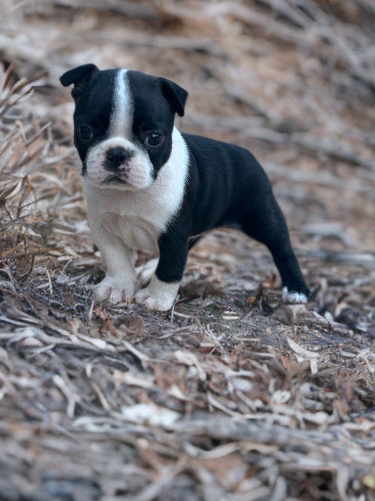 Les Gardiens Du Pitchoun - Chiots disponibles - Boston Terrier