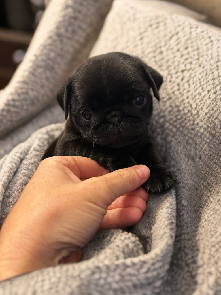 Les Gardiens Du Pitchoun - Chiots disponibles - Carlin