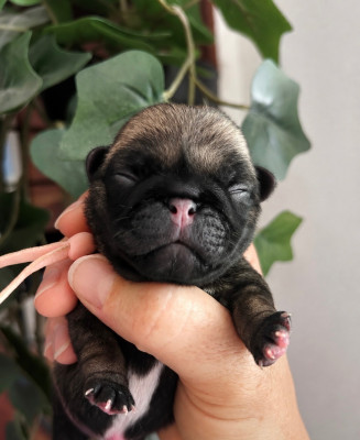 Chiot collier rose