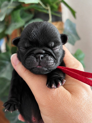 Chiot collier rouge