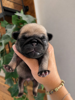 Chiot mâle