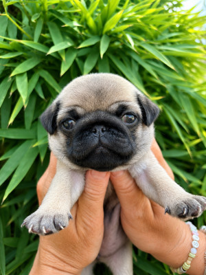Chiot mâle