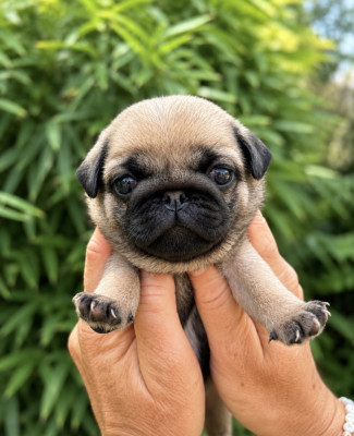 Chiot collier rose