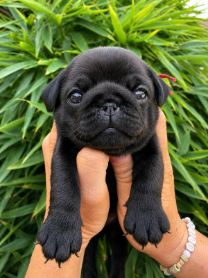 Chiot collier rouge