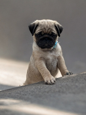 CHIOT collier bleu Amanda