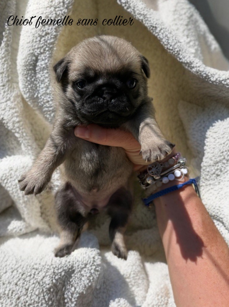 Les Gardiens Du Pitchoun - Chiots disponibles - Carlin
