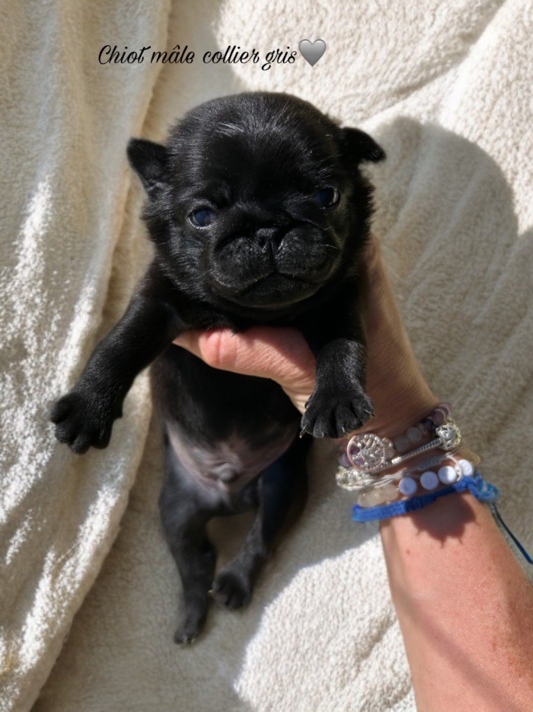 Les Gardiens Du Pitchoun - Chiots disponibles - Carlin