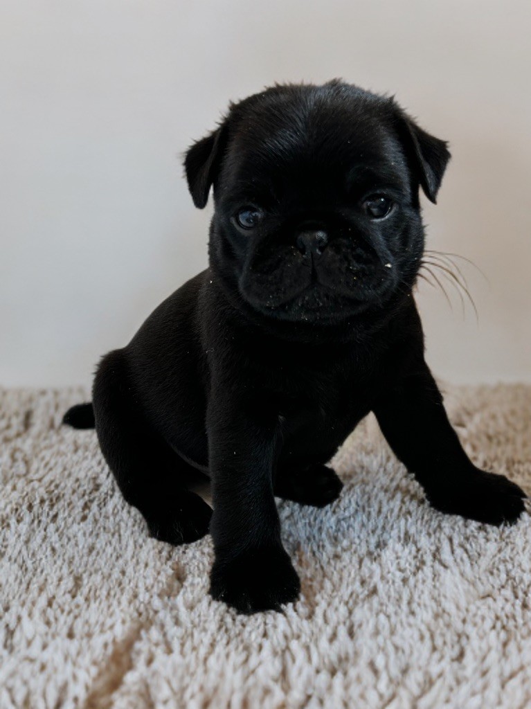 Les Gardiens Du Pitchoun - Chiots disponibles - Carlin