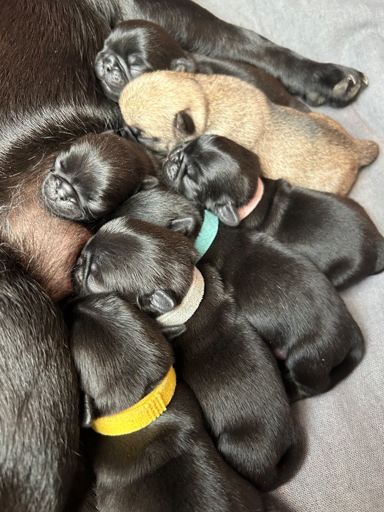 Chiot Carlin Les Gardiens Du Pitchoun